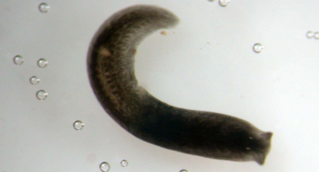 Crenobia alpina