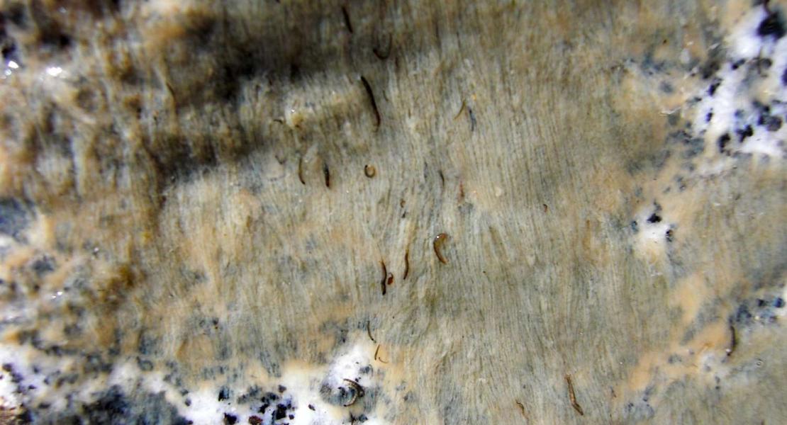 Larvae diamesa su sasso