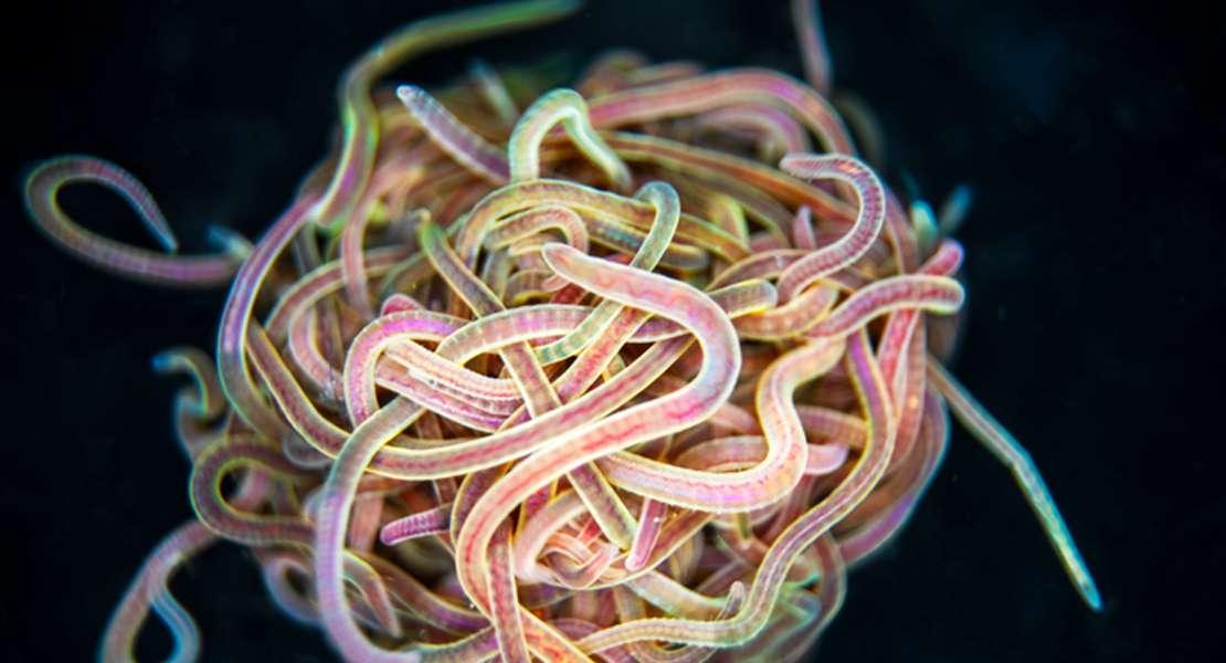 Vermi neri della California (Lumbriculus variegatus)