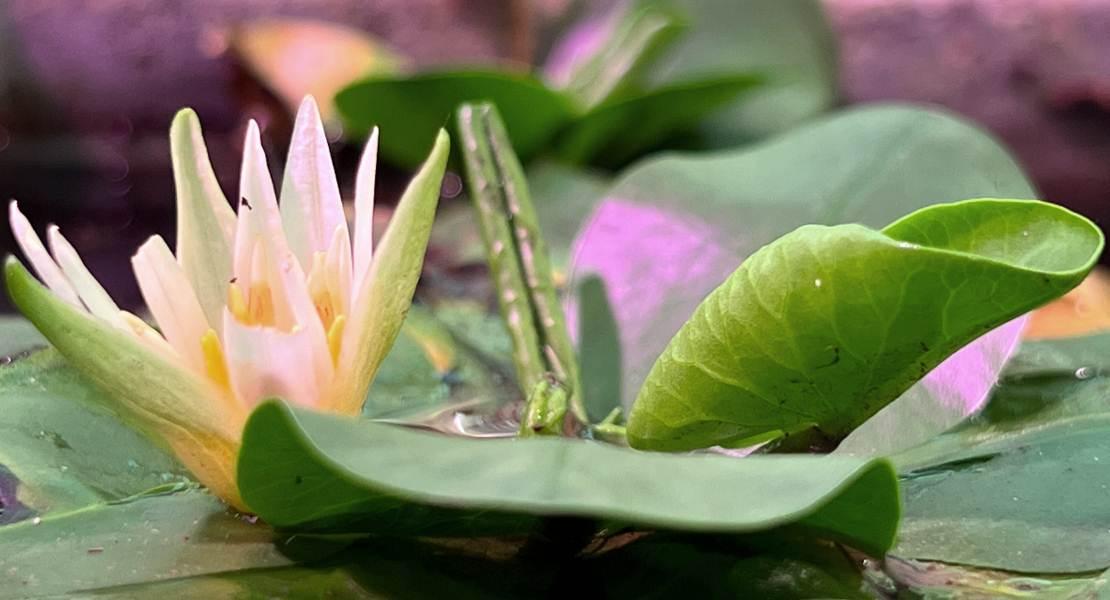 Nymphaea thermarum