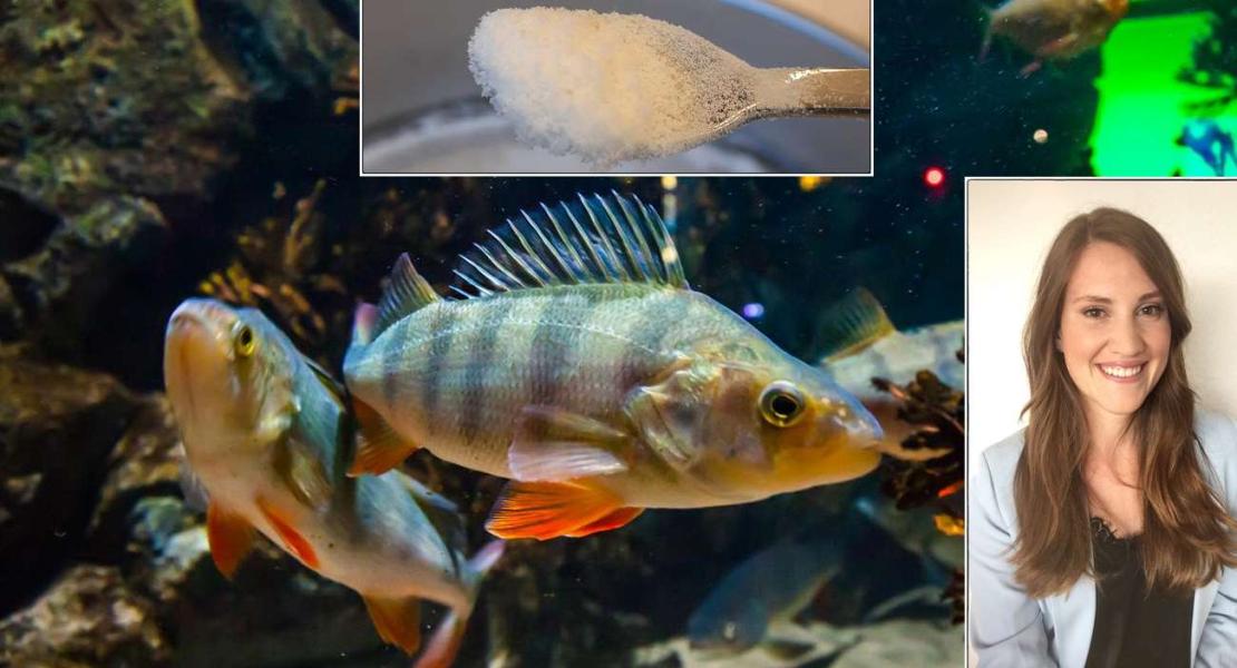 Pesce persico, microplastica macinata dal PLA, Azora König Kardgar
