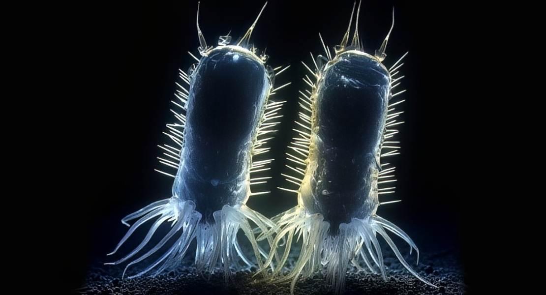 Due organismi eucarioti primordiali del “Protosterol Biota”
