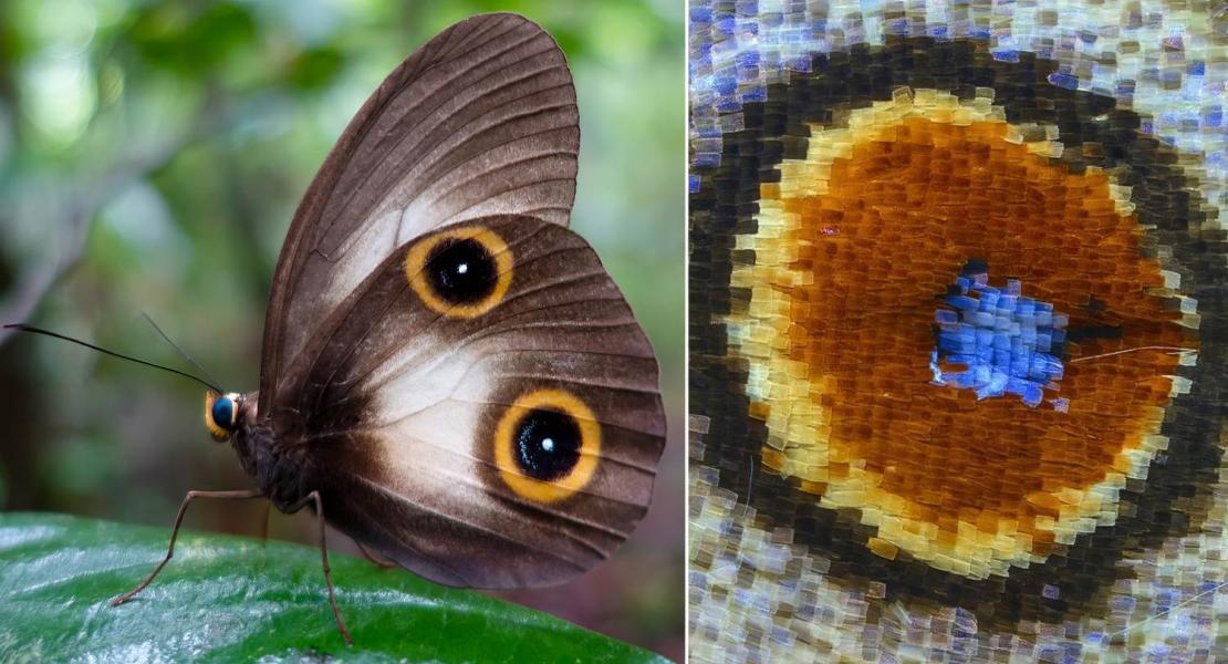Protogoniomorpha parhassus