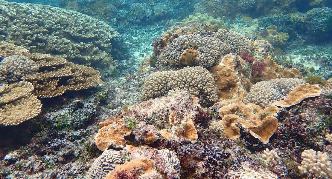 La mortale malattia dei coralli si sta diffondendo