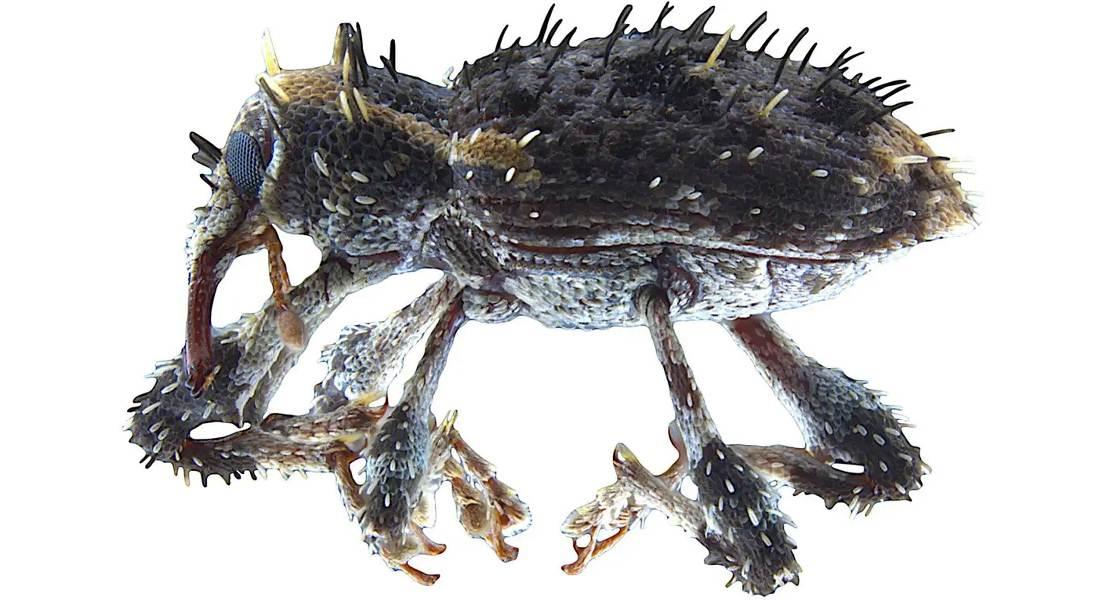 Acicnemis ryukyuana