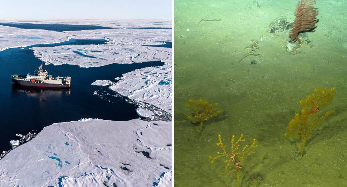 Esplorati i fondali oceanici della Terra