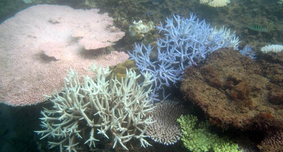 Sbiancamento del corallo a Okinawa, in Giappone