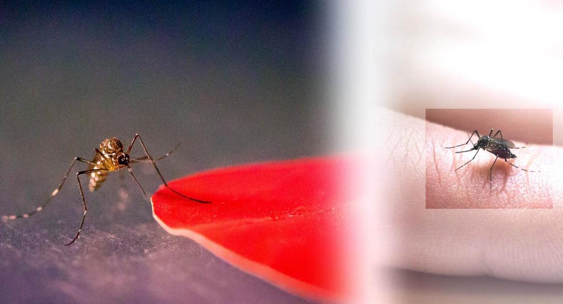 Zanzare Aedes aegypti
