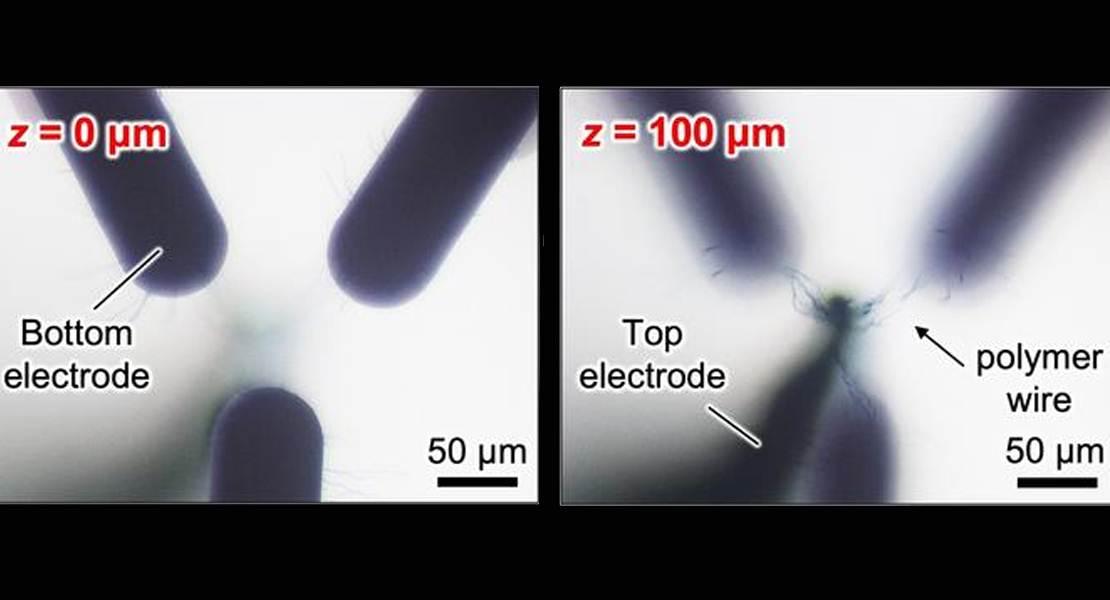 Crescere cervelli polimerici bio-ispirati per reti neurali artificiali