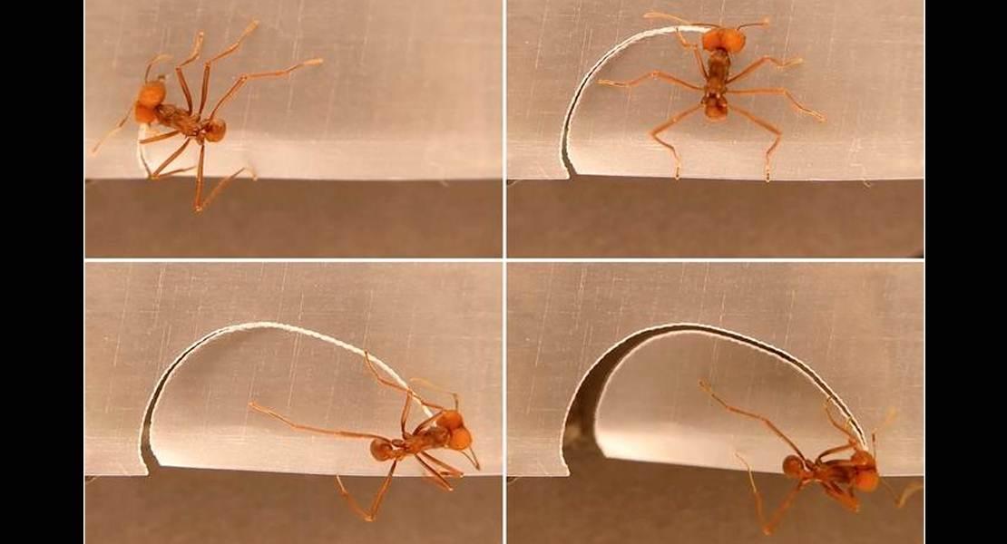 Una formica tagliafoglie che intaglia un pezzo di Parafilm