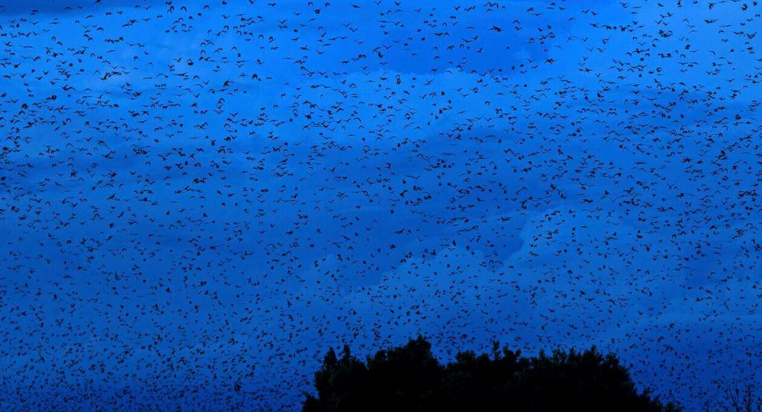 Pipistrelli al Kasanka National Park