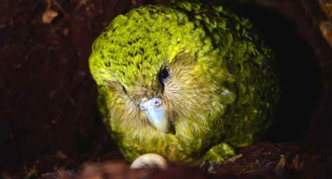 Il pappagallo Kakapo