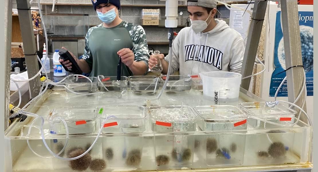 Lo studente laureato della Syracuse University Andrew Moura (a destra) e l'ex studente universitario della Villanova University Jack Cucchiara controllano i livelli di salinità tra i 10 diversi gruppi di ricci di mare ai Friday Harbor Laboratories.