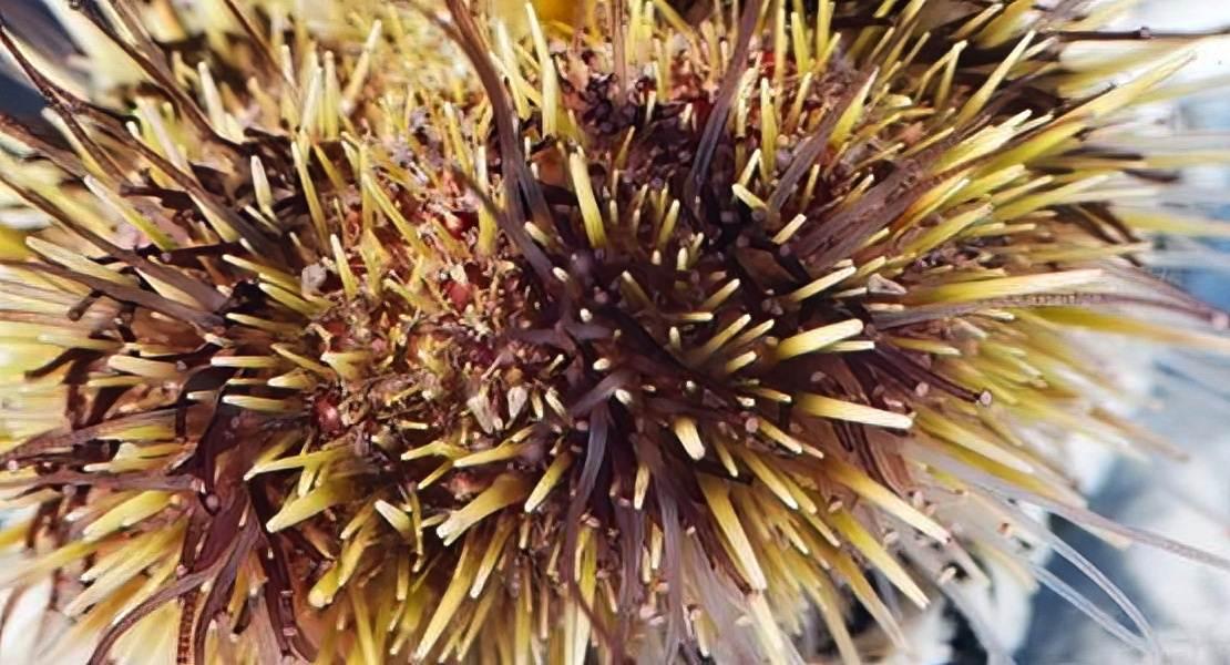 Riccio di mare Strongylocentrotus droebachiensis