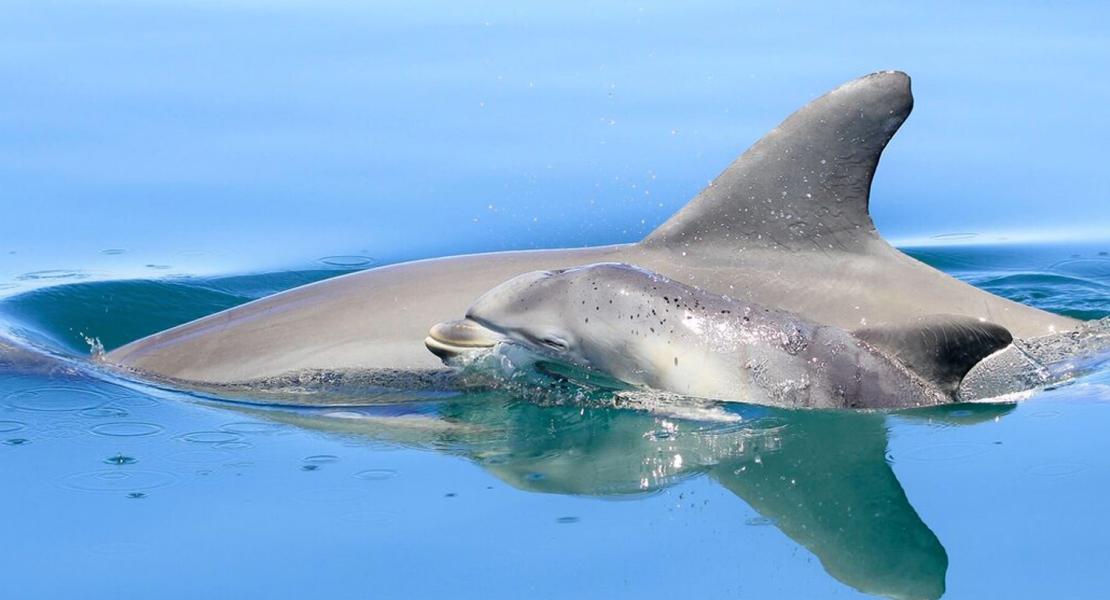 Tursiops cf. australis
