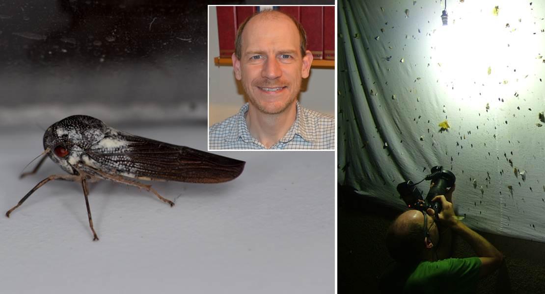 Scoperta una nuova specie di cicalina