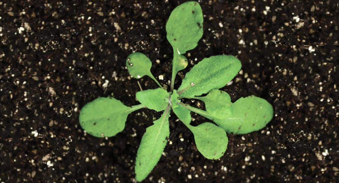 Arabidopsis thaliana