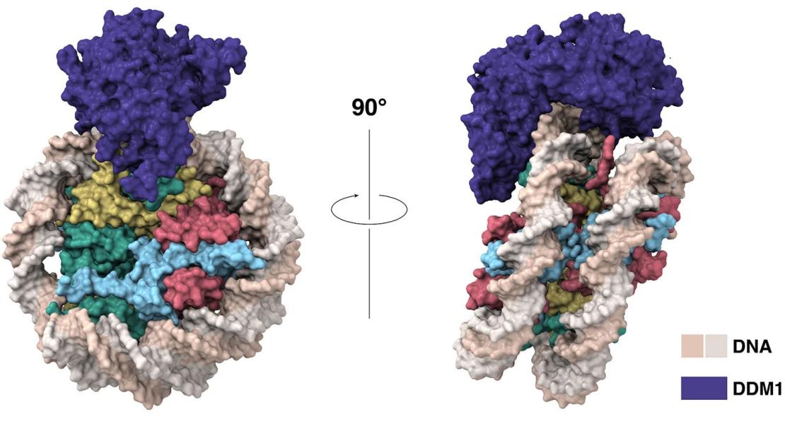 Questo modello di cartone animato illustra, per la prima volta, dove e come la proteina DDM1 (viola) si aggancia al DNA (beige) durante la divisione cellulare.