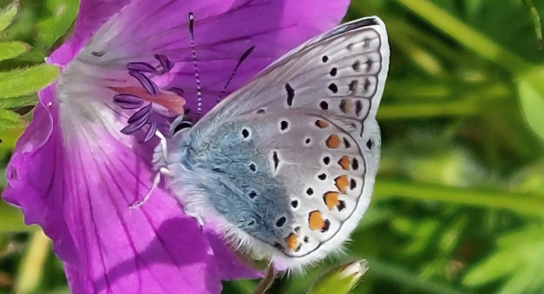 Polyommatus icarus