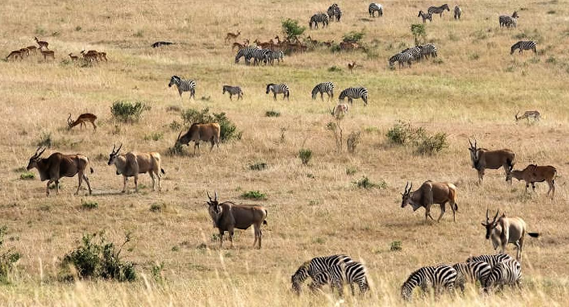 Pianura del Masai Mara