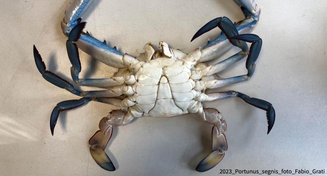 Granchio blu Portunus segnis
