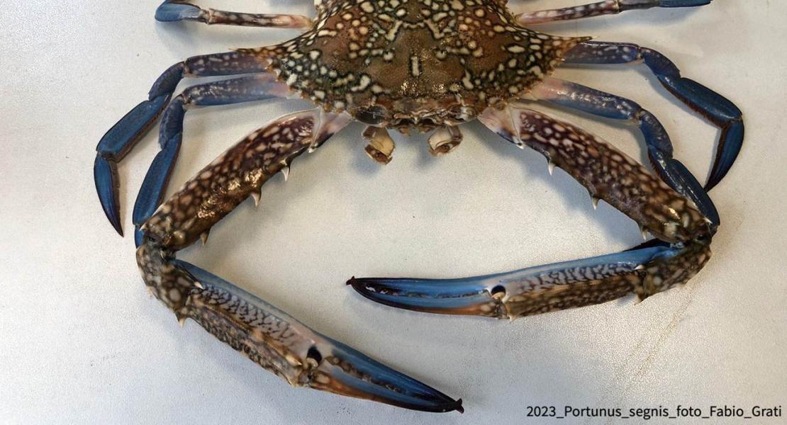 Granchio blu Portunus segnis