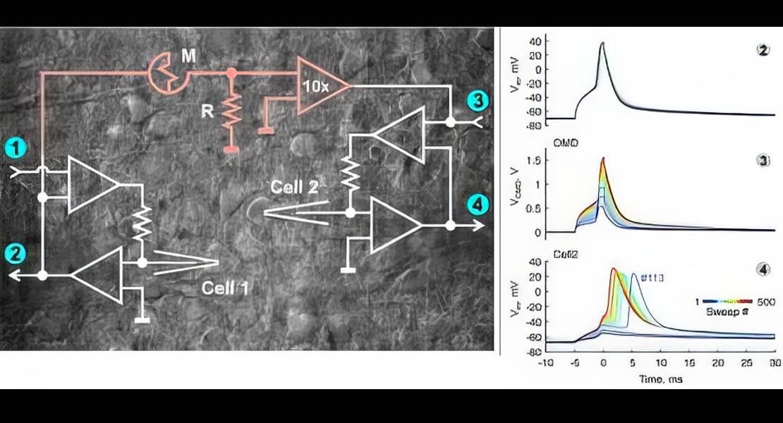 Una slice di cervello di ratto