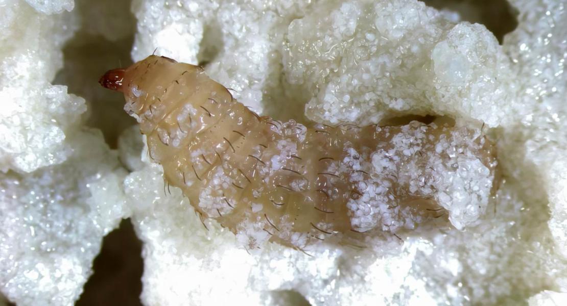 Larva di mosca sodato nera su dieta a base di plastica