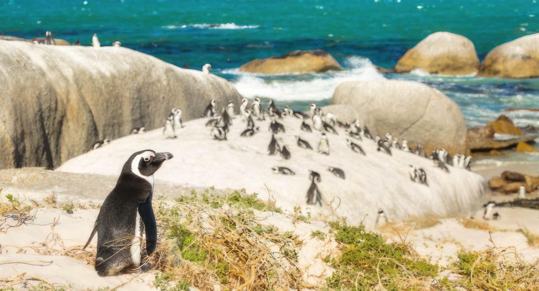 Pinguino africano