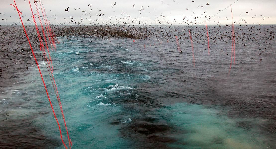 Distribuzione di linee streamer dietro le barche in Alaska Longline