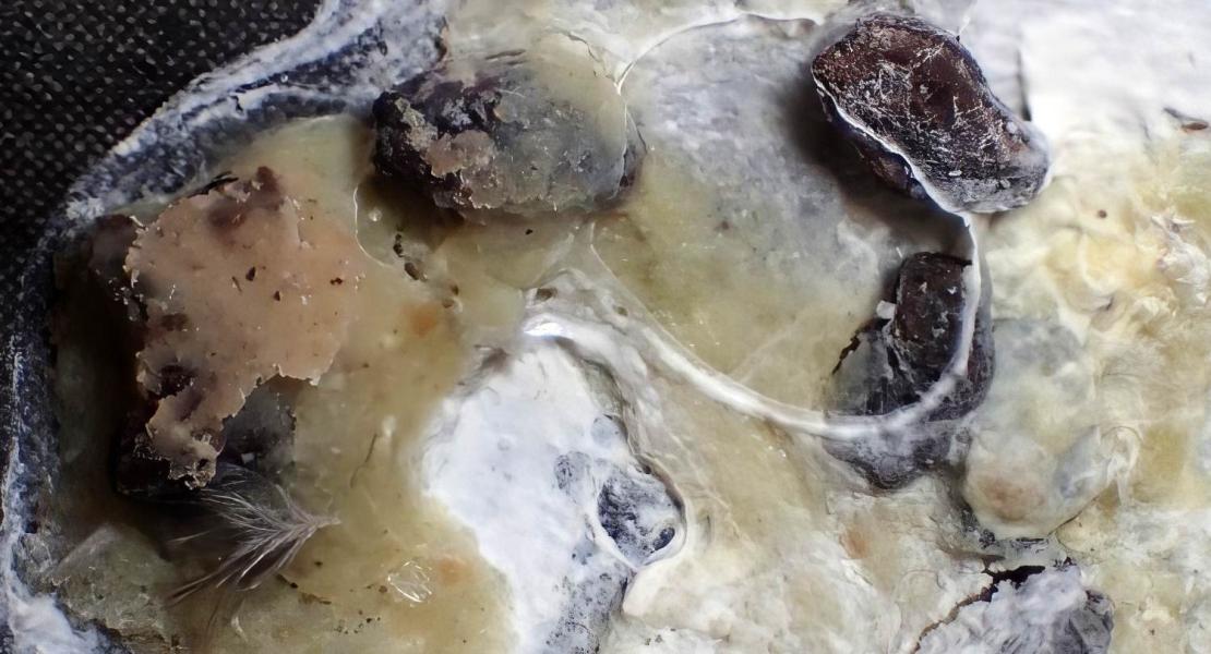 Queste feci del bulbul dalle orecchie brune contengono uova intatte di insetti stecco