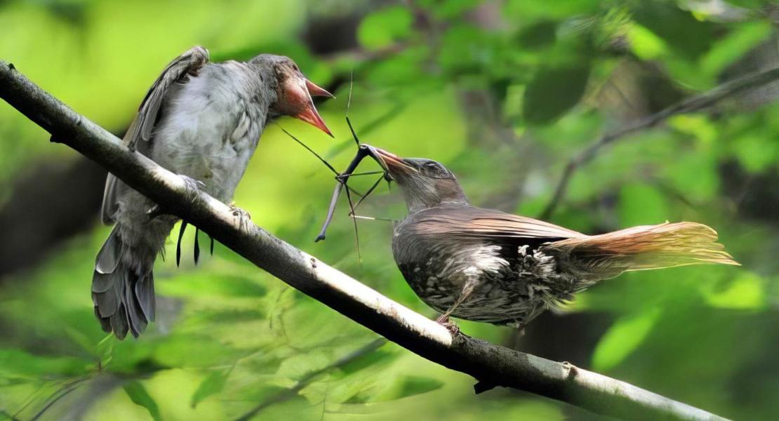 Un insetto stecco Ramulus mikado viene dato in pasto a un pulcino di bulbul