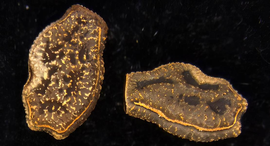 Uova intatte della specie di insetti stecco Ramulus mikado recuperate dalle feci del bulbul dalle orecchie brune.