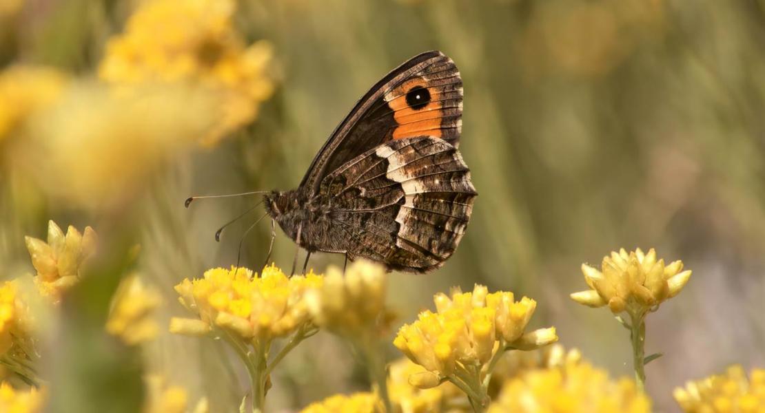 Hipparchia neomiris