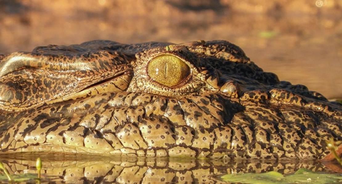 Coccodrillo
