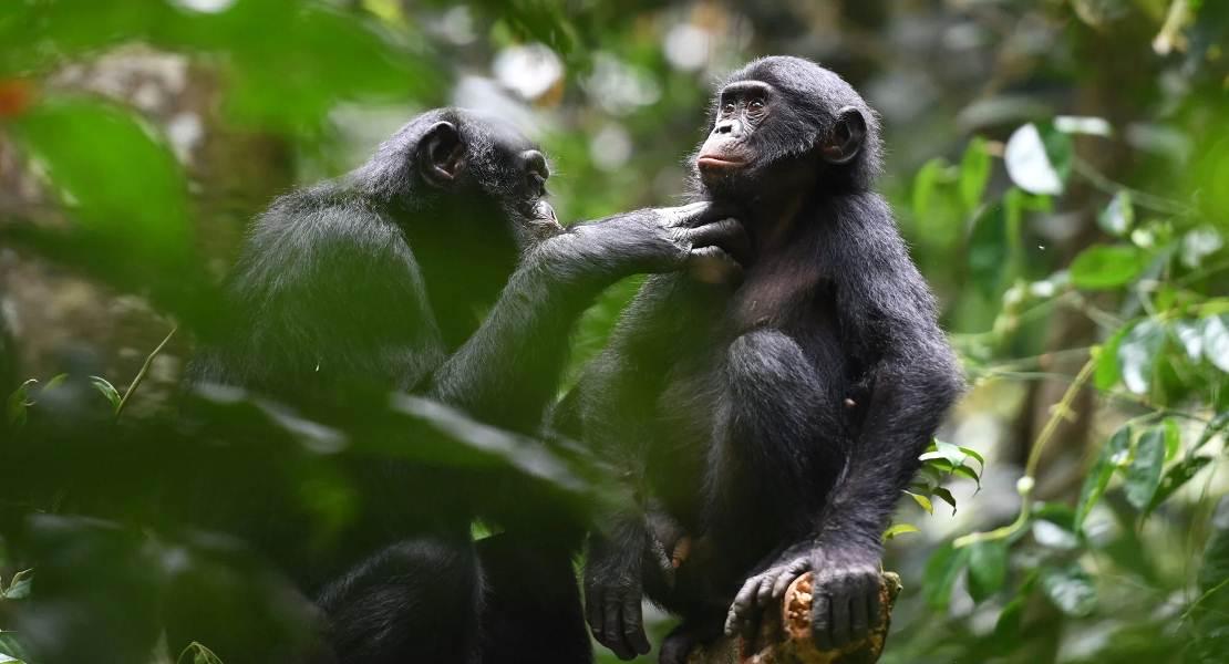 Bonobo