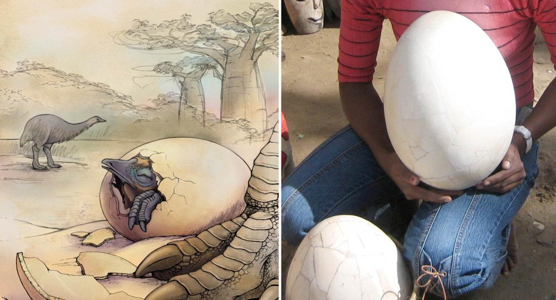 Raffigurazione grafica di uccello elefante - Ricostruzione di un’uovo di uccello elefante
