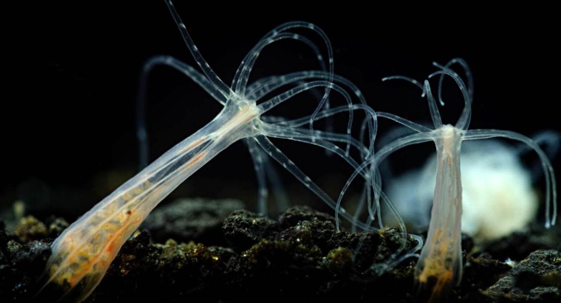 Anemone Nematostella vectensis