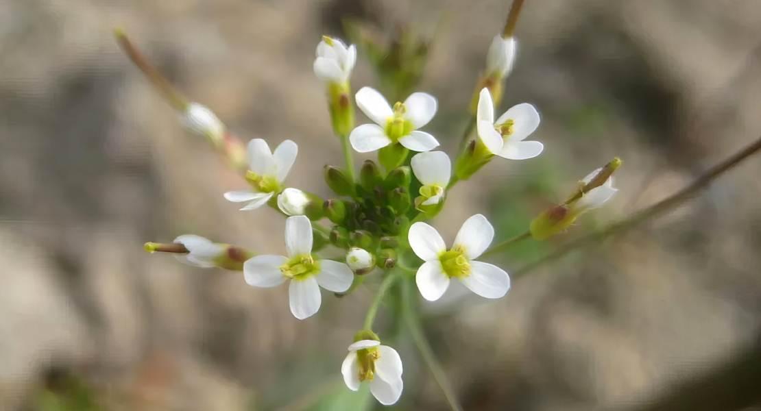 Thale Cress