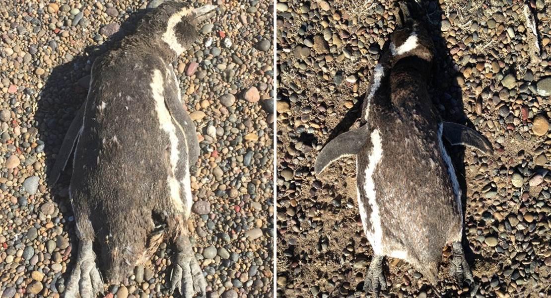 Pinguini di Magellano morti