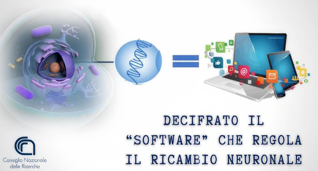 Decifrato il software, ovvero l'insieme delle istruzioni, che regola il ricambio neuronale
