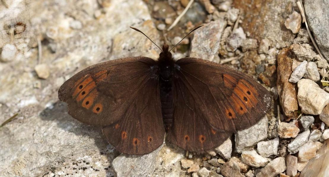 Erebia pandrose