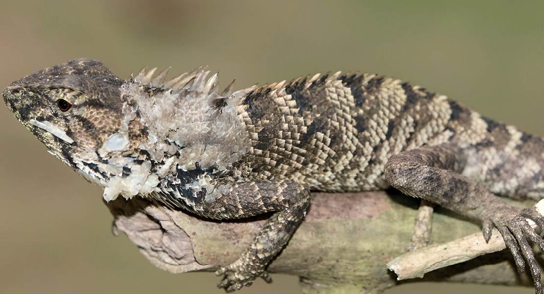L'iguana Calotes Wangi.