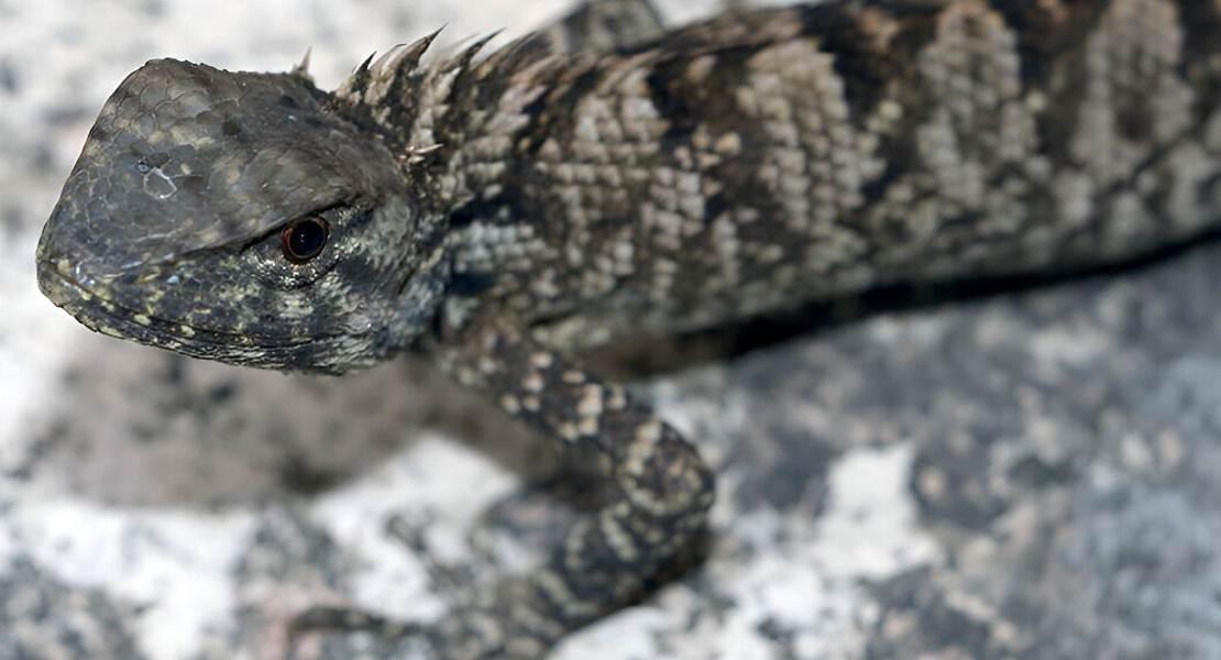 L'iguana Calotes Wangi.