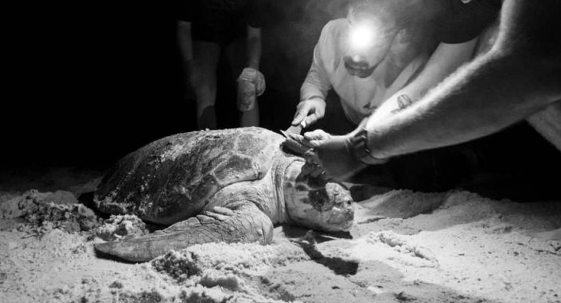 I ricercatori raccolgono campioni di organismi che vivono sulle conchiglie delle tartarughe marine