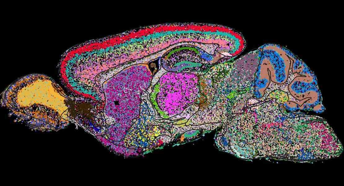 Atlante cellulare del cervello di topo determinato mediante una tecnologia di imaging su scala genomica chiamata MERFISH. Viene mostrata una sezione sagittale con celle colorate per categoria.