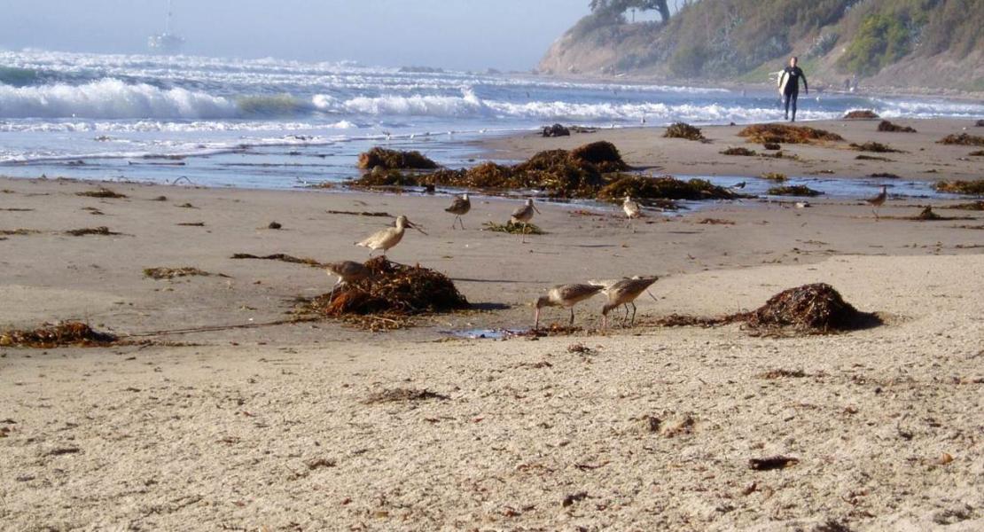 Gli uccelli limicoli si nutrono di alghe marine su una spiaggia in California.