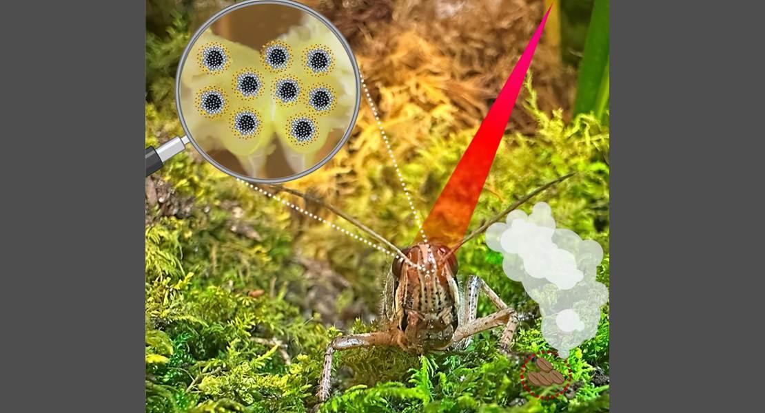 Materiali nanostrutturati per potenziare la risposta neurale nel cervello delle locuste a odori specifici e per migliorarne l'identificazione.