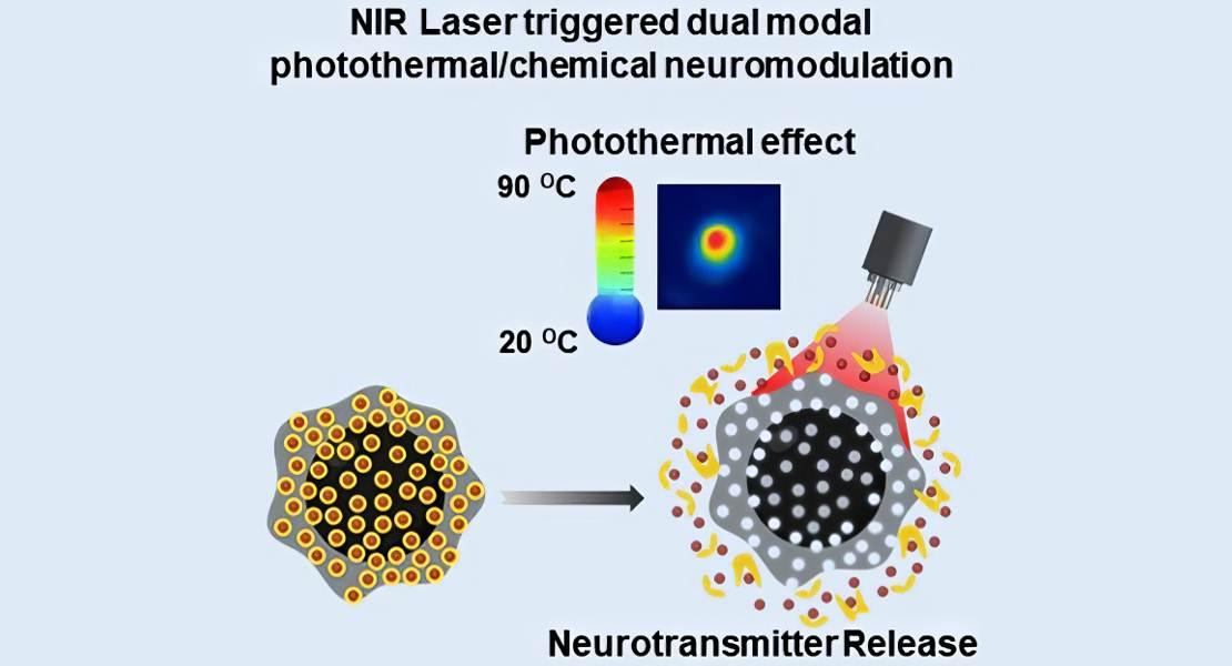Le nanostrutture possono assorbire la luce e creare calore e fungere da contenitori per immagazzinare e rilasciare sostanze chimiche su richiesta.