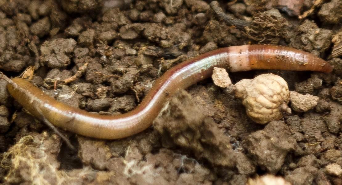 Amynthas agrestis